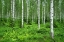 Picture of FINLANDIA-SAVONLINNA-BIRCHES FOREST
