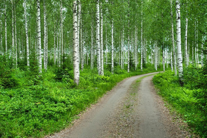 Picture of FINLANDIA-SAVONLINNA-DIRT ROAD IN A BIRCHES FOREST
