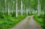 Picture of FINLANDIA-SAVONLINNA-DIRT ROAD IN A BIRCHES FOREST