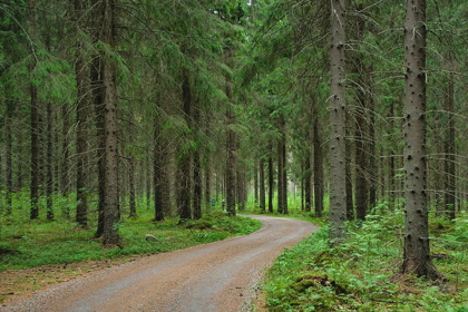 Picture of FINLANDIA-SAVONLINNA-DIRT ROAD IN A SPRUCE FOREST