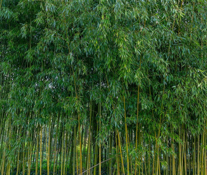 Picture of FRANCE-GIVERNY BAMBOO FOREST IN MONETS GARDEN 