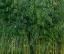 Picture of FRANCE-GIVERNY BAMBOO FOREST IN MONETS GARDEN 