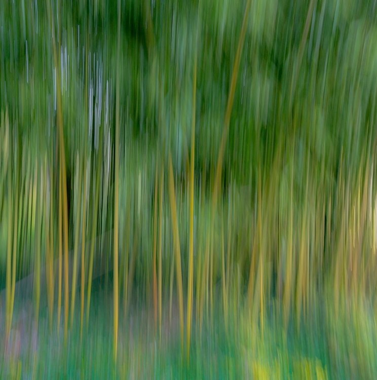 Picture of FRANCE-GIVERNY ABSTRACT OF BAMBOO FOREST IN MONETS GARDEN 