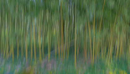 Picture of FRANCE-GIVERNY ABSTRACT OF BAMBOO FOREST IN MONETS GARDEN 