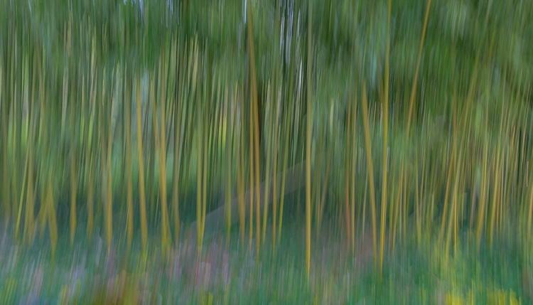 Picture of FRANCE-GIVERNY ABSTRACT OF BAMBOO FOREST IN MONETS GARDEN 