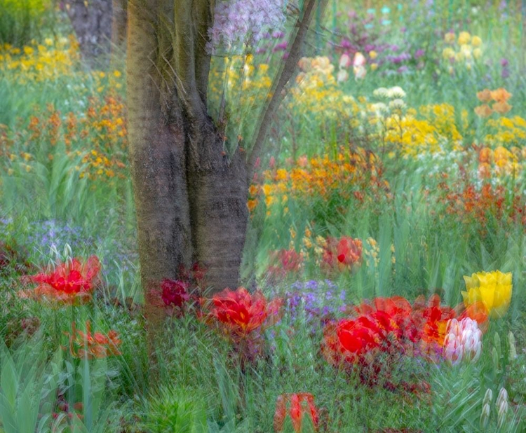 Picture of FRANCE-GIVERNY IMPRESSION OF FLOWERS IN MONETS GARDEN 