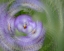 Picture of FRANCE-GIVERNY ABSTRACT OF PURPLE PANSY 