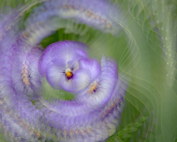 Picture of FRANCE-GIVERNY ABSTRACT OF PURPLE PANSY 