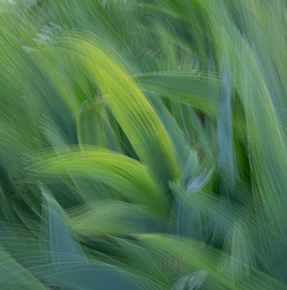 Picture of FRANCE-GIVERNY ABSTRACT OF GREEN LEAVES 