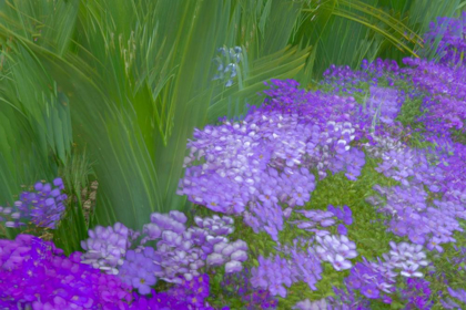 Picture of FRANCE-GIVERNY IMPRESSION OF FLOWERS IN MONETS GARDEN 