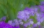 Picture of FRANCE-GIVERNY IMPRESSION OF FLOWERS IN MONETS GARDEN 