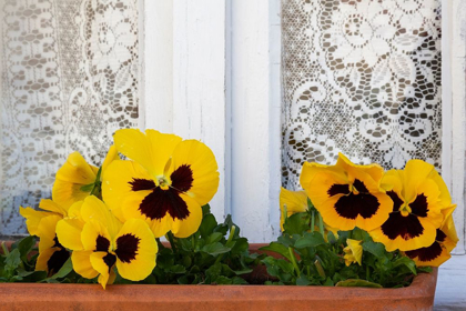 Picture of FRANCE-GIVERNY YELLOW PANSIES AND LACE CURTAIN 