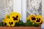 Picture of FRANCE-GIVERNY YELLOW PANSIES AND LACE CURTAIN 