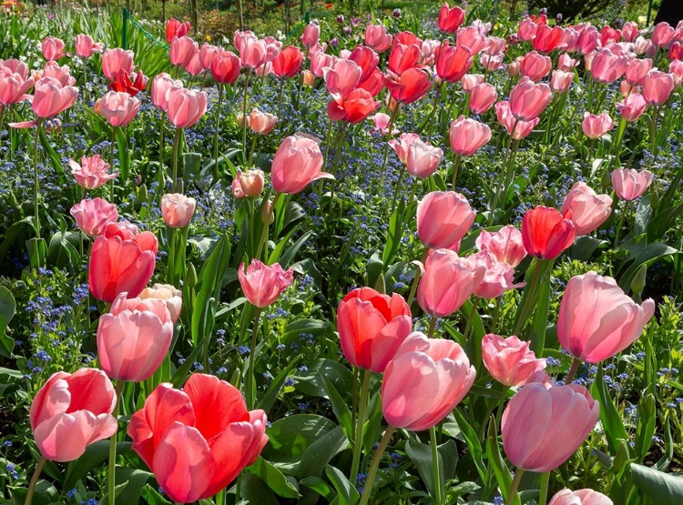 Picture of FRANCE-GIVERNY PINK AND RED BACKLIT TULIPS IN MONETS GARDEN 