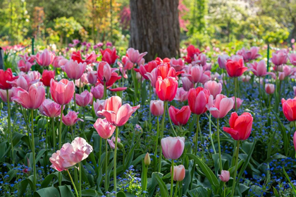 Picture of FRANCE-GIVERNY SIDE LIT TULIPS IN EVENING LIGHT 