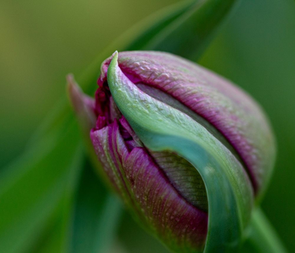 Picture of FRANCE-GIVERNY CLOSE-UP OF PURPLE TULIP BUD 