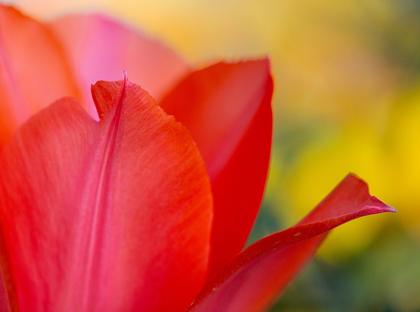 Picture of FRANCE-GIVERNY CLOSE-UP OF RED TULIP PETALS 