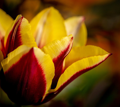 Picture of FRANCE-GIVERNY CLOSE-UP ORANGE AND YELLOW TULIP PETALS 