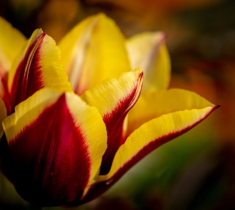 Picture of FRANCE-GIVERNY CLOSE-UP ORANGE AND YELLOW TULIP PETALS 
