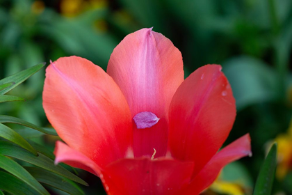 Picture of FRANCE-GIVERNY CLOSE-UP OF TINY PETAL INSIDE A RED TULIP 