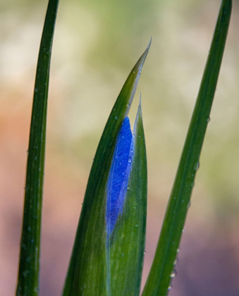 Picture of FRANCE-GIVERNY CLOSE-UP OF EMERGING PURPLE IRIS 