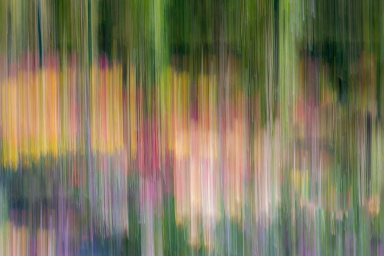 Picture of FRANCE-GIVERNY ABSTRACT OF FLOWERS IN MONETS GARDEN 