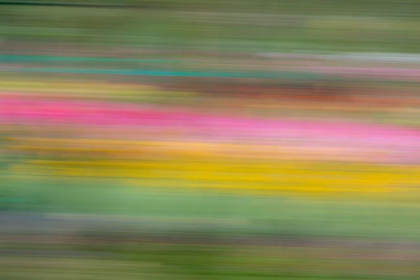 Picture of FRANCE-GIVERNY ABSTRACT OF FLOWERS IN MONETS GARDEN 