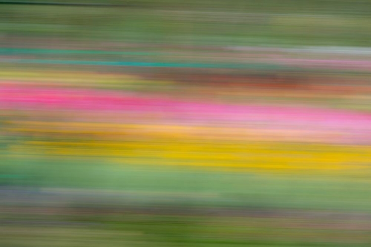 Picture of FRANCE-GIVERNY ABSTRACT OF FLOWERS IN MONETS GARDEN 