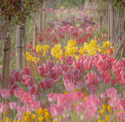 Picture of FRANCE-GIVERNY TULIPS IN MONETS GARDEN 