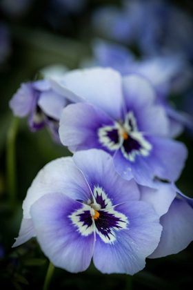 Picture of FRANCE-GIVERNY CLOSE-UP OF PURPLE PANSIES 