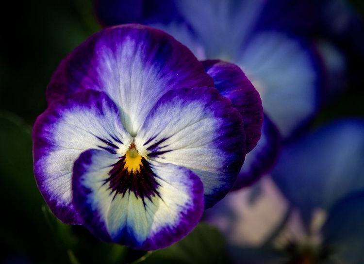 Picture of FRANCE-GIVERNY CLOSE-UP OF PURPLE PANSIES 