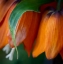 Picture of FRANCE-GIVERNY CLOSE-UP OF ORANGE FLOWERS IN MONETS GARDEN 