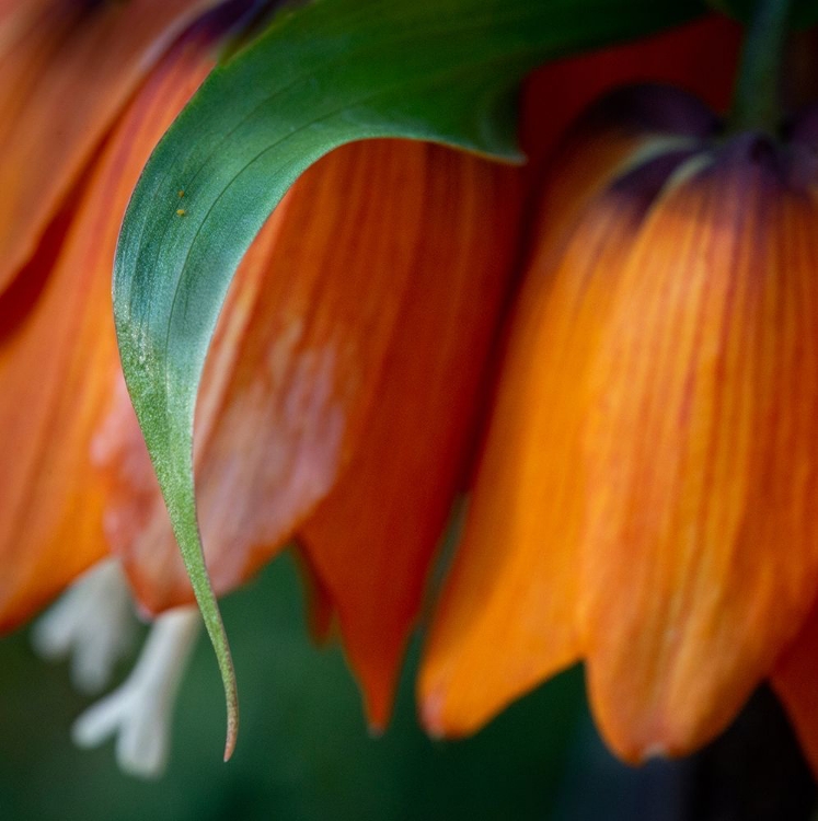 Picture of FRANCE-GIVERNY CLOSE-UP OF ORANGE FLOWERS IN MONETS GARDEN 