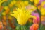Picture of FRANCE-GIVERNY IMPRESSION OF FLOWERS IN MONETS GARDEN 