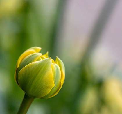 Picture of FRANCE-GIVERNY CLOSE-UP OF A YELLOW TULIP BUD IN MONETS GARDEN 