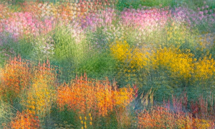 Picture of FRANCE-GIVERNY IMPRESSION OF FLOWERS IN MONETS GARDEN 