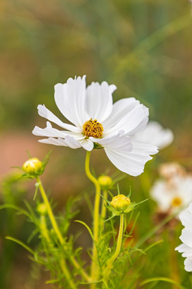 Picture of FRANCE-HAUTE-VIENNE-LIMOGES FLOWERS IN A GARDEN IN LIMOGES