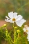 Picture of FRANCE-HAUTE-VIENNE-LIMOGES FLOWERS IN A GARDEN IN LIMOGES