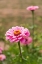 Picture of FRANCE-HAUTE-VIENNE-LIMOGES FLOWERS IN A GARDEN IN LIMOGES