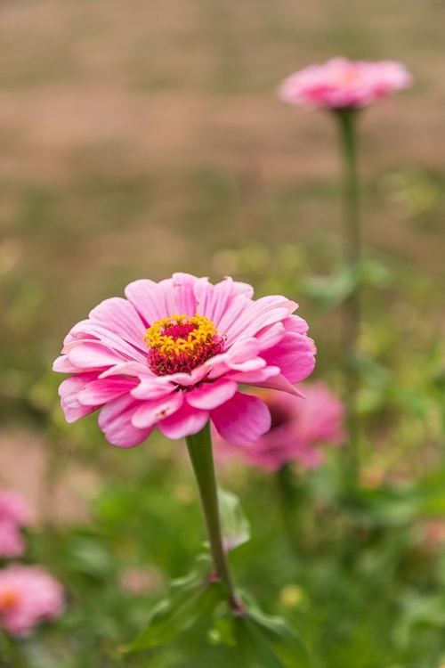 Picture of FRANCE-HAUTE-VIENNE-LIMOGES FLOWERS IN A GARDEN IN LIMOGES