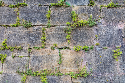 Picture of FRANCE-DORDOGNE-HAUTEFORT PLANTS GROWING IN A STONE WALL IN THE TOWN OF HAUTEFORT
