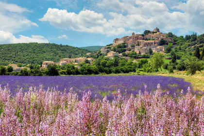 Picture of LAVENDER BLOOM NEAR SAULT IN THE SOUTH OF FRANCE