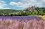 Picture of LAVENDER BLOOM NEAR SAULT IN THE SOUTH OF FRANCE