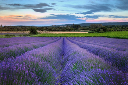 Picture of FRANCE-PROVENCE-SALT-LAVENDER FIELD IN FULL BLOOM