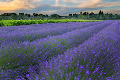 Picture of FRANCE-PROVENCE-SALT-LAVENDER FIELD AT SUNRISE