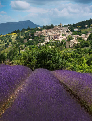 Picture of LAVENDER BLOOM NEAR SAULT IN THE SOUTH OF FRANCE