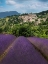 Picture of LAVENDER BLOOM NEAR SAULT IN THE SOUTH OF FRANCE