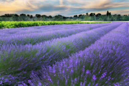 Picture of LAVENDER BLOOM NEAR SAULT IN THE SOUTH OF FRANCE