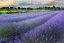 Picture of LAVENDER BLOOM NEAR SAULT IN THE SOUTH OF FRANCE