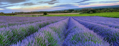Picture of LAVENDER BLOOM NEAR SAULT IN THE SOUTH OF FRANCE PANORAMIC